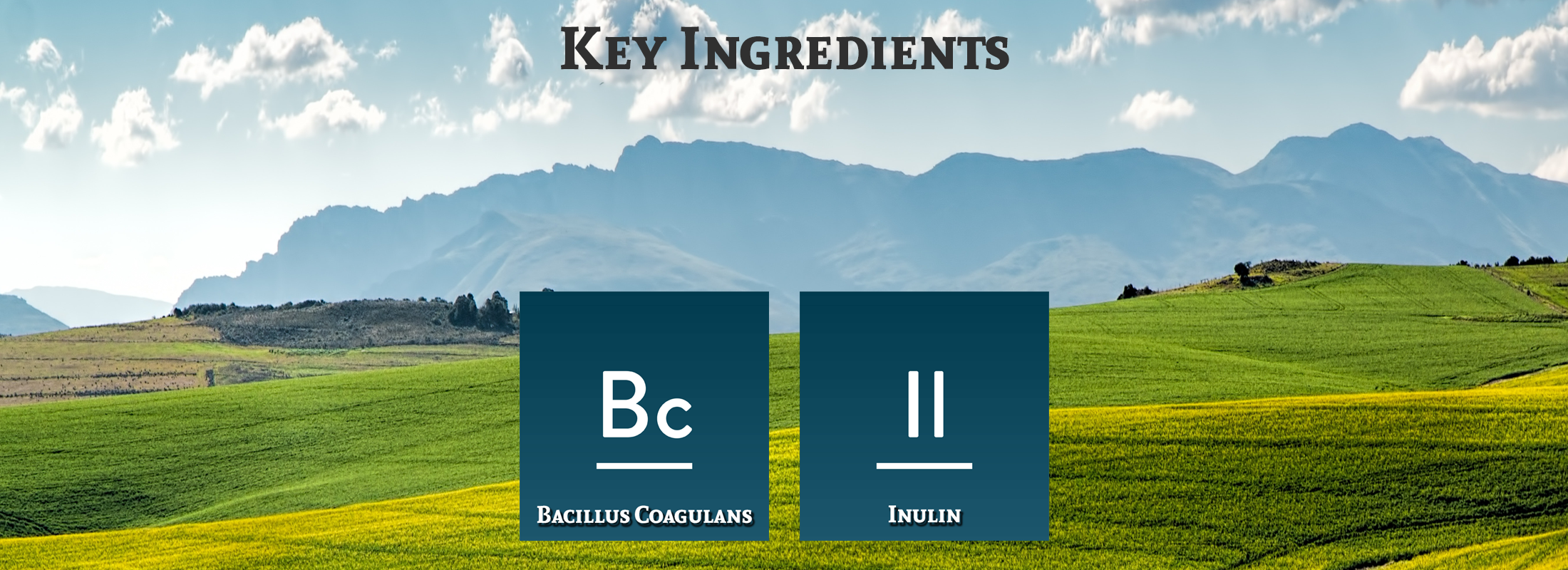 Ingredient image for Nature's Sunshine Bacillus Coagulans