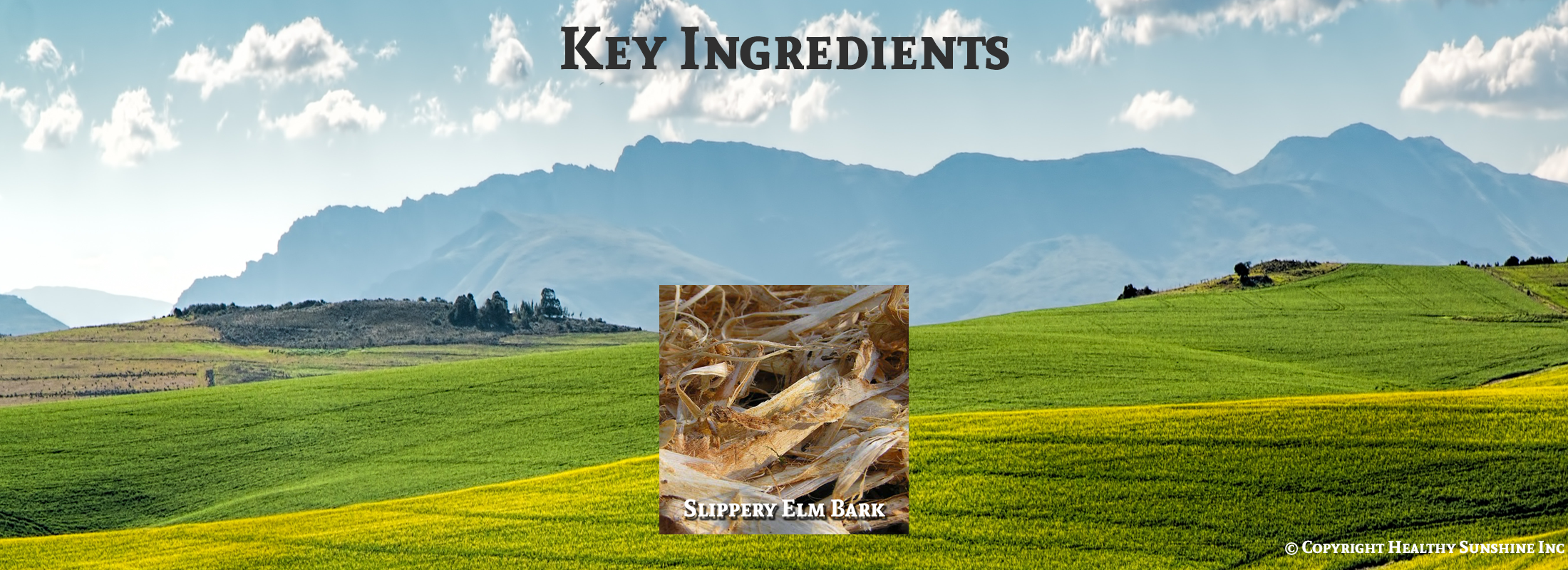 Image of ingredients for Natures Sunshine Slippery Elm