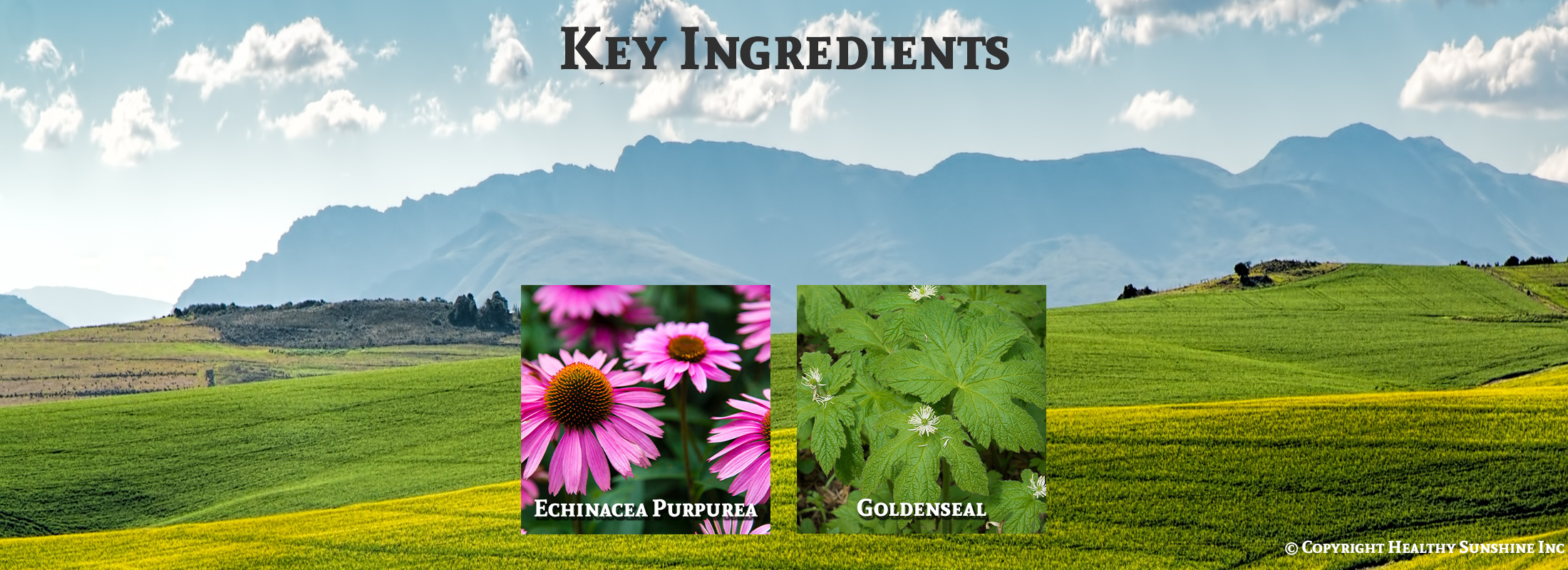 Natures Sunshine ingredient image for Echinacea/Goldenseal