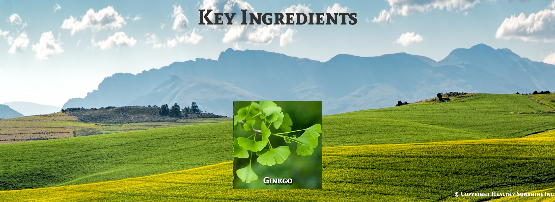 Nature's Sunshine Ginkgo Biloba ingredient image