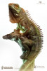 DarkSteel DSP-002 1/2 scale Ancient Spirits Series Iguana Statue (in stock)