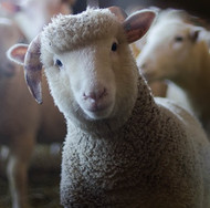 What’s so special about merino wool?