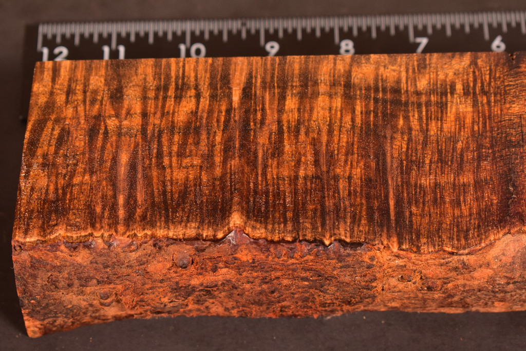 BEST Stabilized Curly Golden Acacia 19 (2.5 - 2.9 x 1.65 x 10.5)