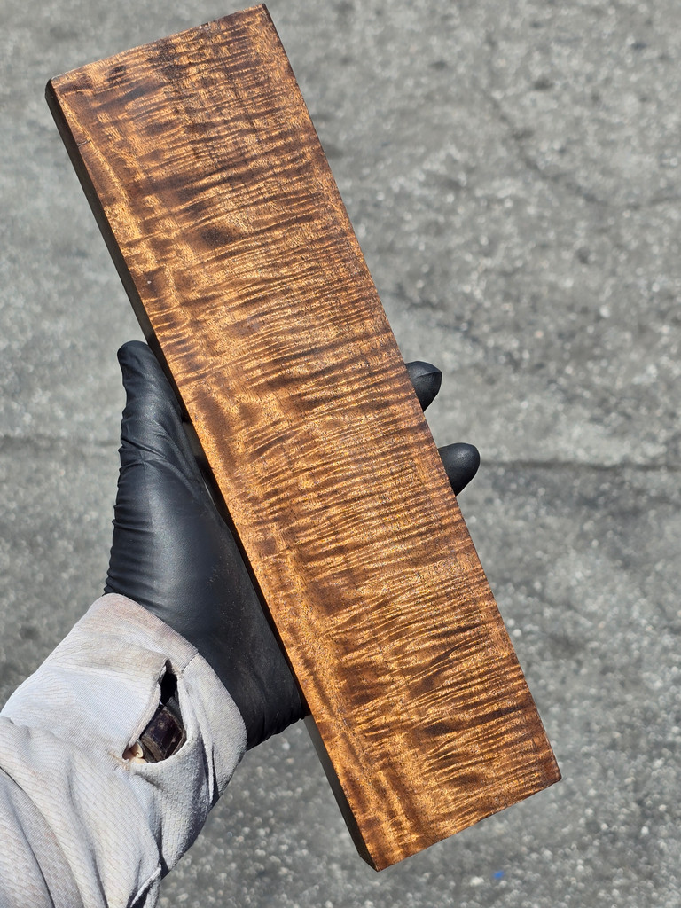 Stabilized Curly Golden Acacia 32 (3.1 x 1.05 x 12)