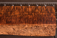 BEST Stabilized Curly Golden Acacia 18 (3 - 2.25 x 1.5 x 10.65)