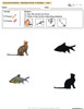 Visual Discrimination - Matching Pictures to Shadows - Animals (Lv. 1) 