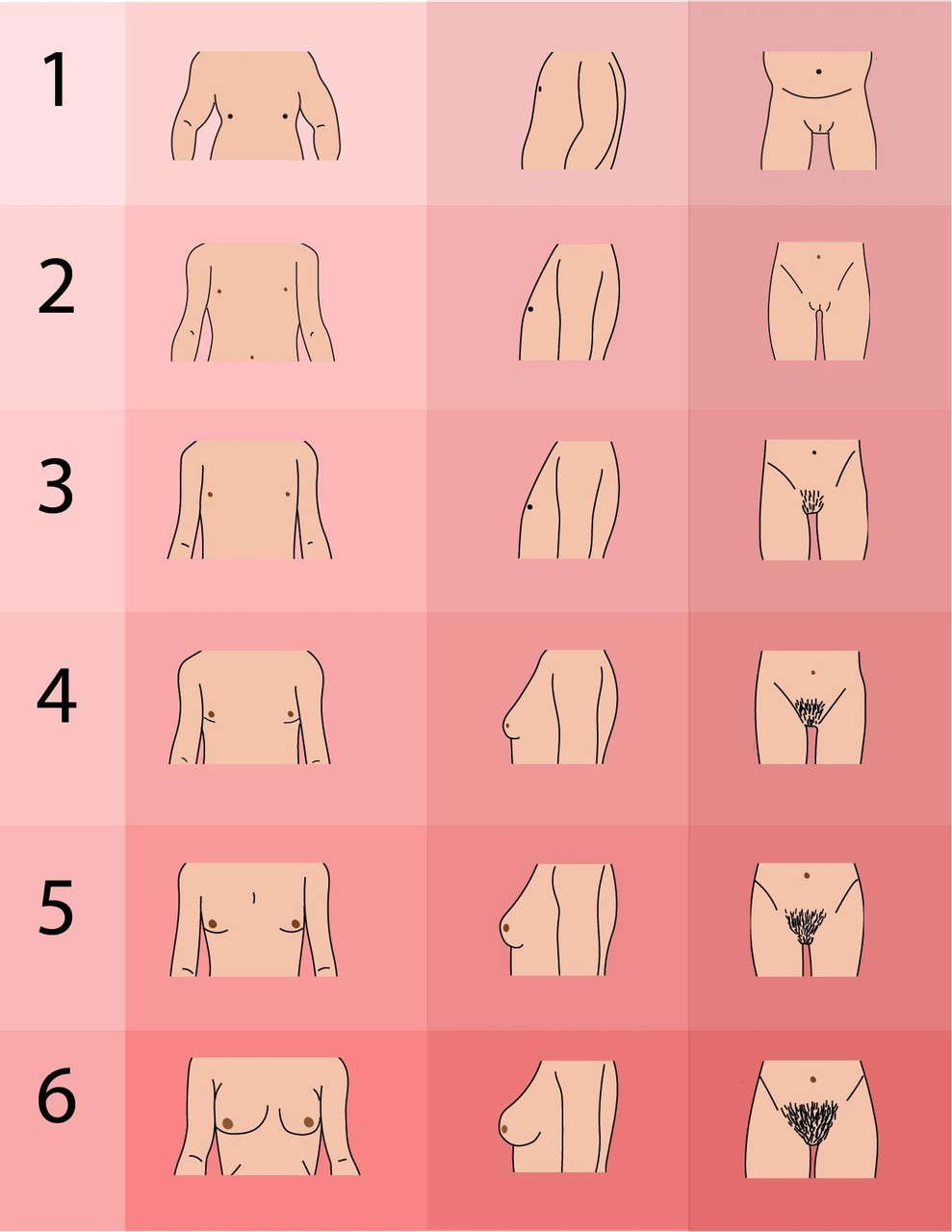 puberty girls stages chart