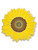 Sunflower Pin Front