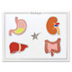 Human Internal Organs 4 Pin Set Card