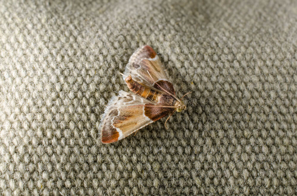 clothes moths on fabric