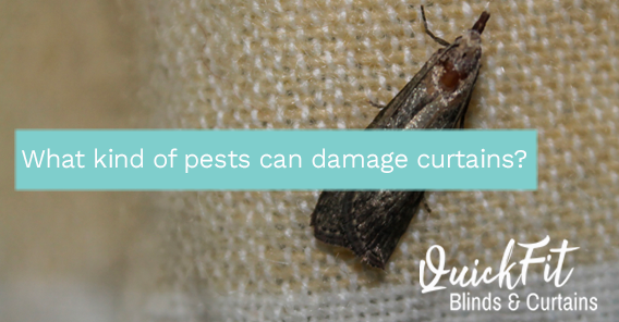 What Kind of Bugs and Moths Can Damage Curtains? What Kind of Bugs and Moths Can Damage Curtains?