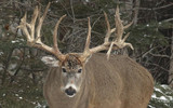 #1  Ohio County to Harvest a Muzzleloader Brute