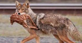 COYOTES - Should Ohio Offer a Bounty On These Fawn Killers?