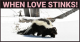 When Love Stinks! Ohio Skunk Rut