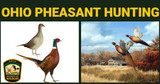 Ohio Public Hunting Areas to Be Stocked with Ring-Neck Pheasants