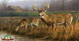 MANAGING NATURAL FOOD SOURCES FOR WHITETAIL DEER