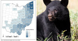 Ohio's Ever Increasing Bear Sightings