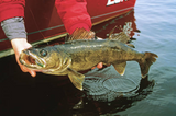 Pro Guide: The Best Walleye Lures – The Ultimate Guide To Walleye Fishing Lures