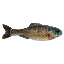 6th Sense Panorama Softbait 9" Live Bluegill
