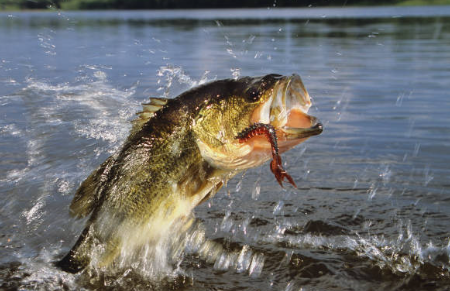 Pro Guide : Best Spring Bass Lures 2026 – Spring Bass Lures Explained