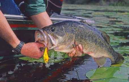 Best Summer Bass Lures