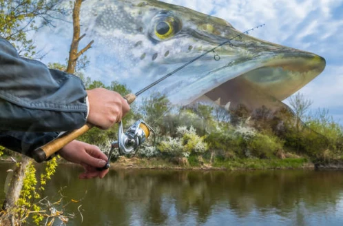 Catching Toothy Trophies In Canada