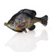 Savage Gear Pulse Tail Bluegill LB Bluegill 4"