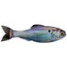 6th Sense Panorama Softbait 5" Live Gizzard Shad