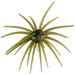 Hag's Baits Prickly Pear - 19mm Guadalupe Haze