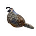 ROCT Outdoor Quail Lined Squeaker Dog Toy
