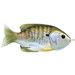 Livetarget Sunfish Natural Olive Bluegill 3
