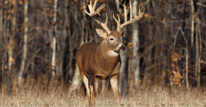 ​The Myth of the “All-Natural Buck” - Feed Minerals NOW, Not This Fall