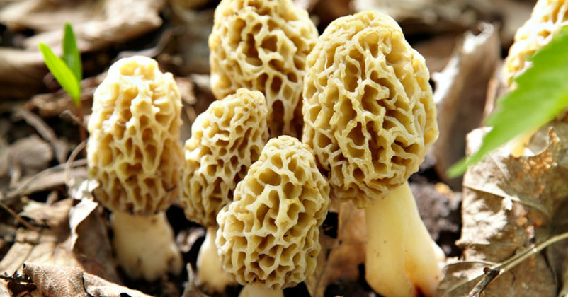 10 Frequently Asked Questions Regarding Morel Mushrooms