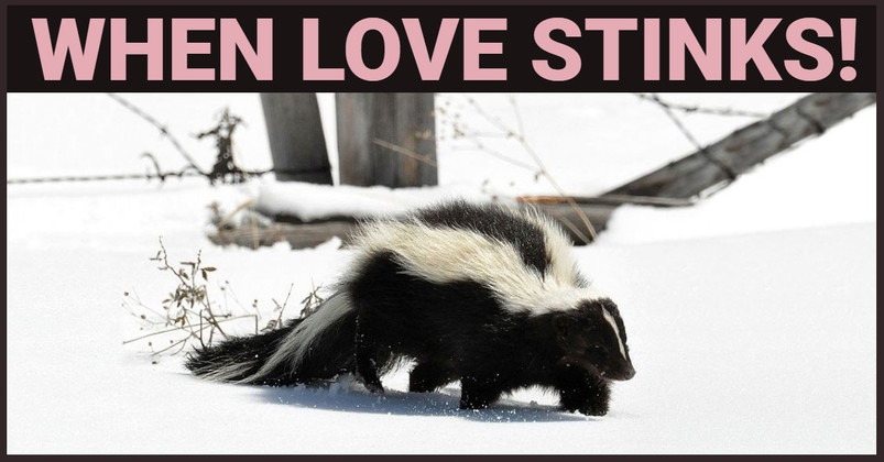 When Love Stinks! Ohio Skunk Rut