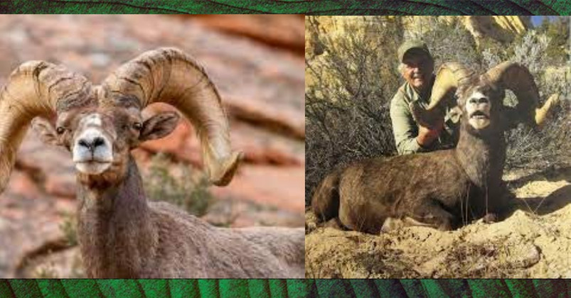 BIG HORN SHEEP HUNT GONE WRONG - JUSTICE OR VENGEANCE?