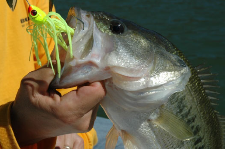 spinnerbaits, spinnerbaits for sale, spinnerbait for bass, types of spinnerbaits