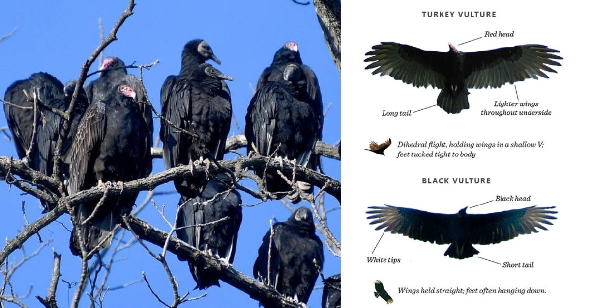 Ohio's LOOMING Black Vulture Dilemma - Fin Feather Fur Outfitters