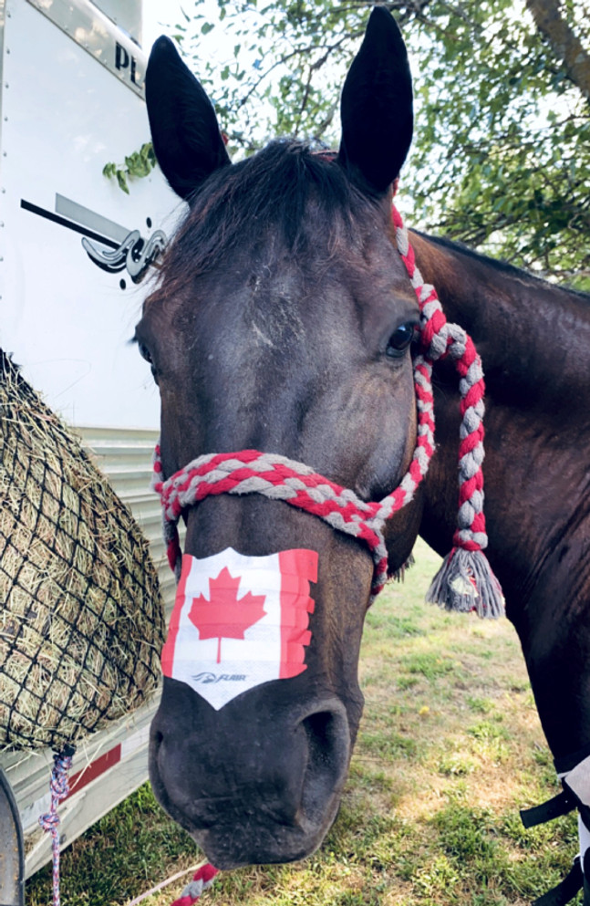 Canada Flag FLAIR Equine Nasal Strip on a horse