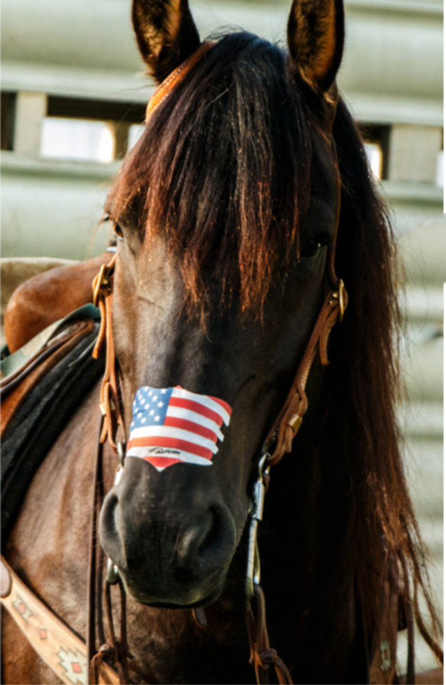 USA Flag FLAIR Equine Nasal Strip on a horse