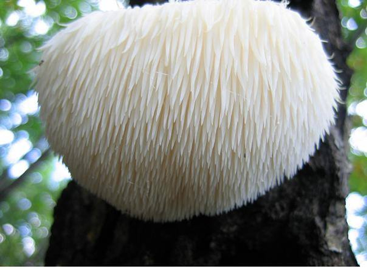 Lions Mane \/ Direct Sale Mushroom Lions Mane 30 Plugs A Leading ...