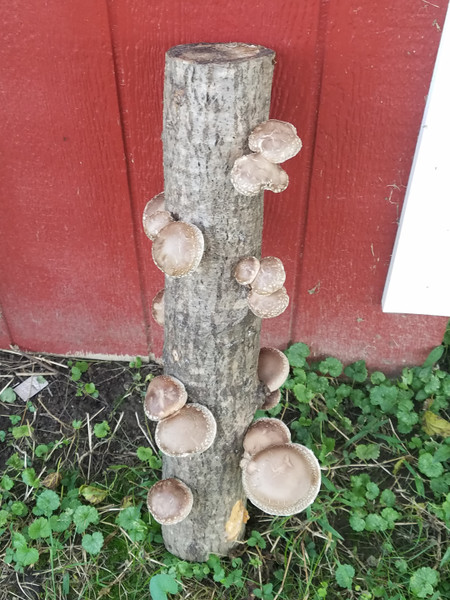 Shiitake Mushroom Log