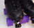 Slightly Used Sure-Grip Rebel Cosmic Superfly Speed Skates | Black, Men's 9 (Ladies' 10)