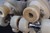 **Slightly Used Rio Roller Rose Cream Roller Skates** | Ladies' US6 / UK4