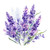 Lavender - Various Sizes