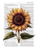 Dictionary Pics - Sunflower Dictionary Pics - Sunflower