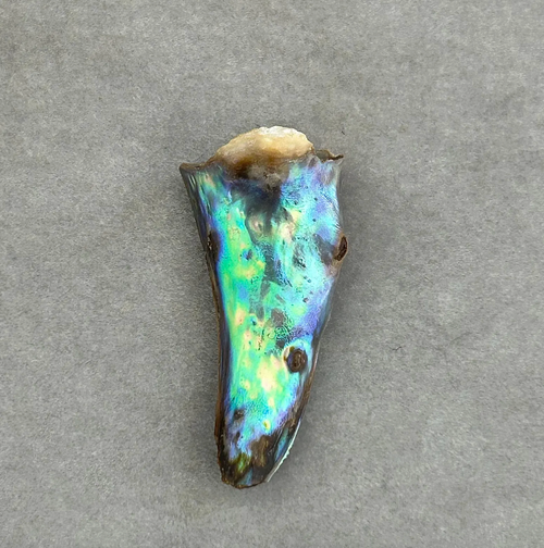 Natural Abalone Pearl – 30.5 x 15.1mm Shark Tooth Shape – Blue, Green, Royal Purple, Fuchsia – Metallic Iridescence, Undrilled Collector Gem