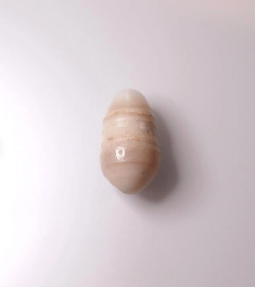 Rare Natural Spondylus Pearl | Cream Drop-Shaped Thorny Oyster Pearl | Loose Collector Gem