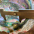 Rare Abalone Pearl on Shell, Rainbow Iridescent Home Decor