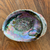 Rare Abalone Pearl on Shell, Rainbow Iridescent Home Decor