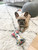 French Bull Dog with Squeaky Dog Bone Toy French Bull Dog with Squeaky Dog Bone Toy